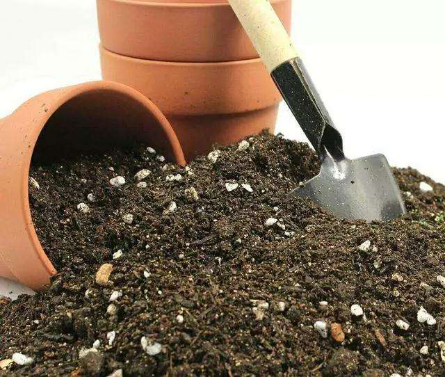 盆景怎么施肥的4种方法