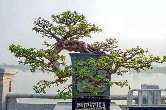 盆景怎么施肥的4种方法