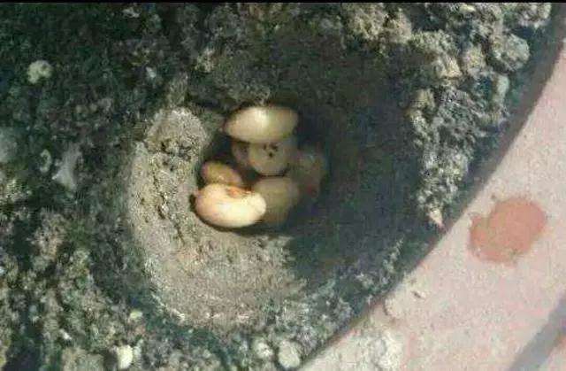 盆景怎么施肥的4种方法