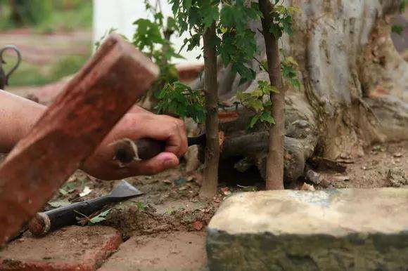 金弹子盆景怎么用靠跟法进行嫁接