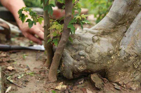 金弹子盆景怎么用靠跟法进行嫁接