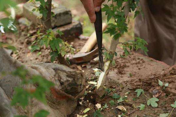 金弹子盆景怎么用靠跟法进行嫁接