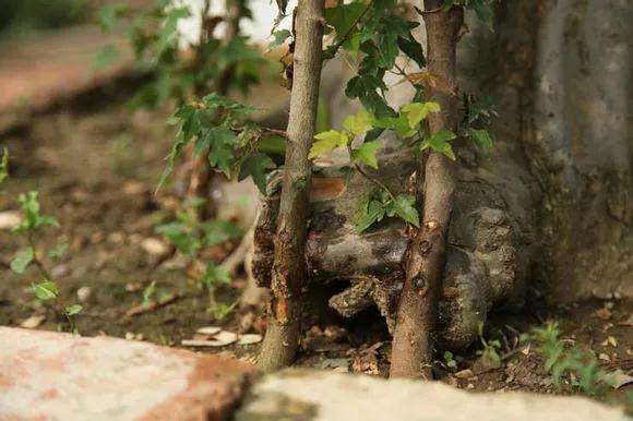 金弹子盆景怎么用靠跟法进行嫁接