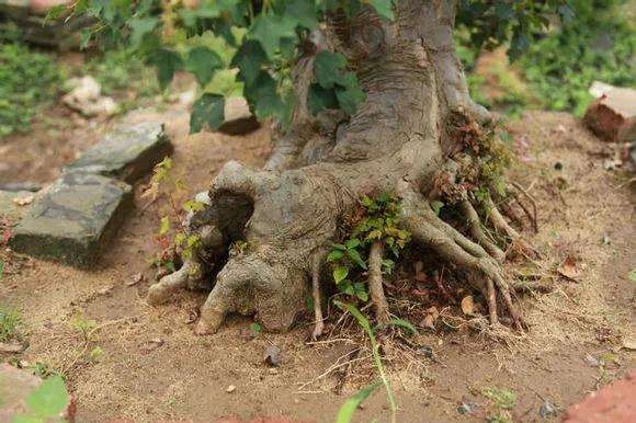 金弹子盆景怎么用靠跟法进行嫁接