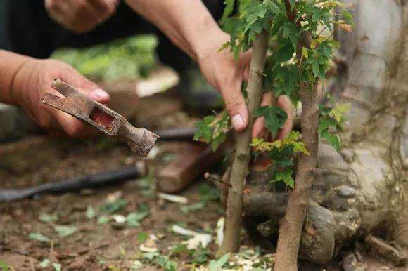 金弹子盆景怎么用靠跟法进行嫁接