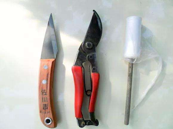 桂花盆景怎么枝接嫁接的方法