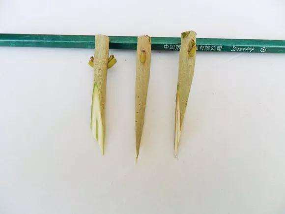 桂花盆景怎么枝接嫁接的方法