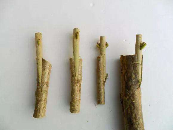 桂花盆景怎么枝接嫁接的方法