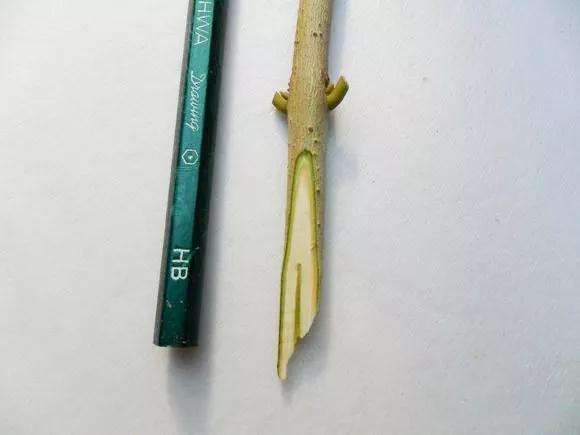 桂花盆景怎么枝接嫁接的方法