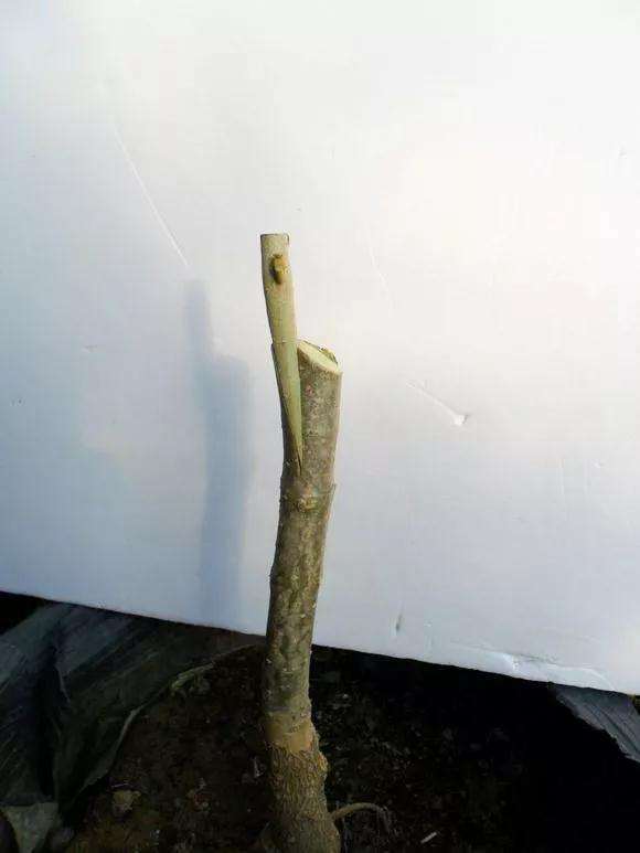 桂花盆景怎么枝接嫁接的方法