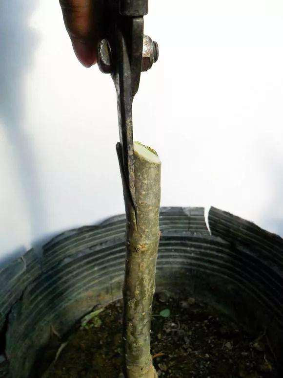 桂花盆景怎么枝接嫁接的方法