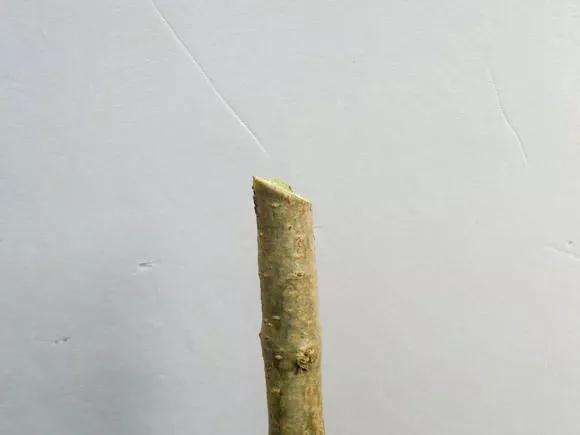 桂花盆景怎么枝接嫁接的方法