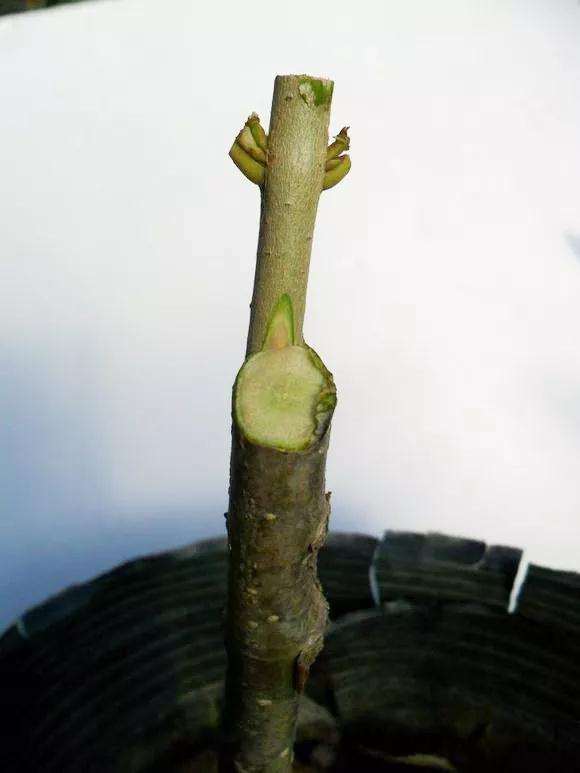 桂花盆景怎么枝接嫁接的方法