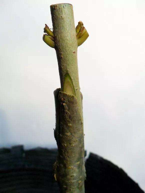 桂花盆景怎么枝接嫁接的方法