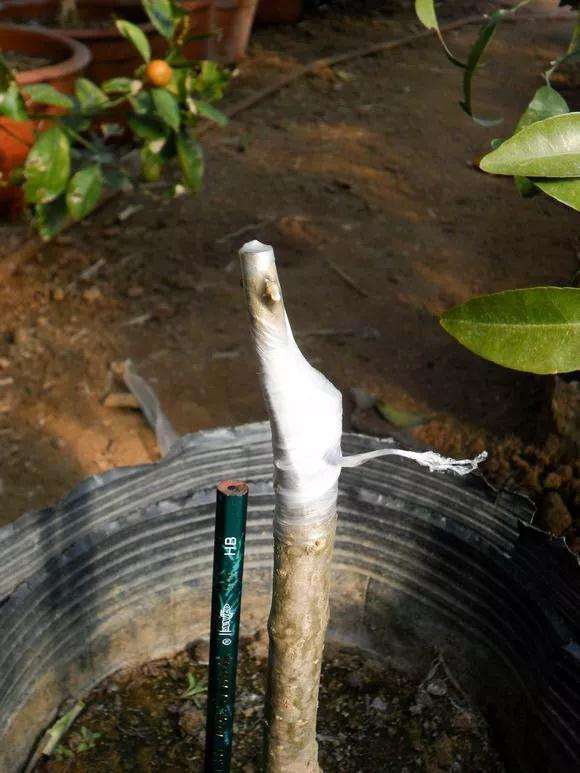 桂花盆景怎么枝接嫁接的方法