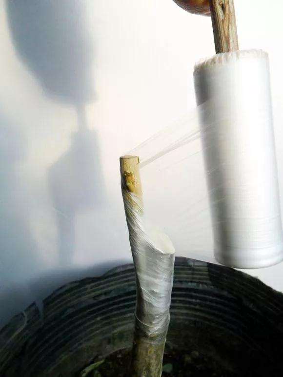 桂花盆景怎么枝接嫁接的方法