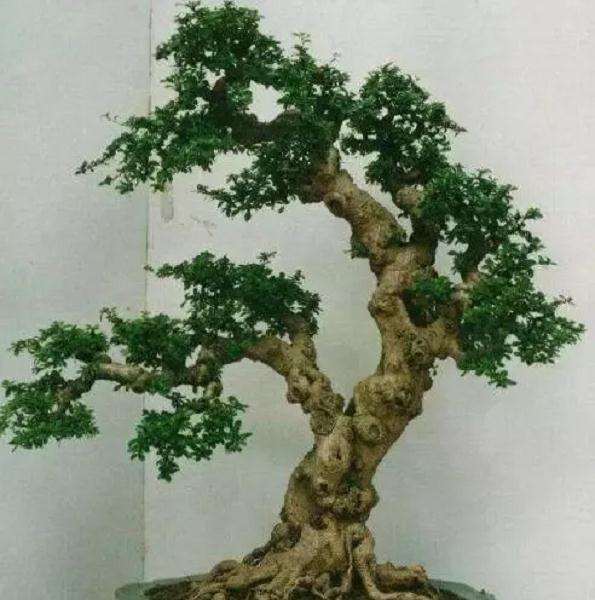 福建茶盆景什么时候换土换盆最好