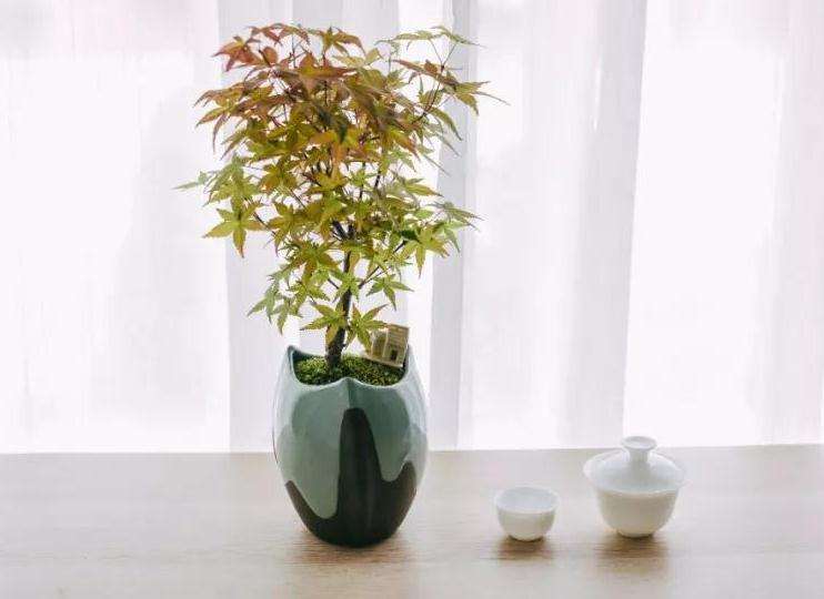 盆景养护需要注意施肥和浇水