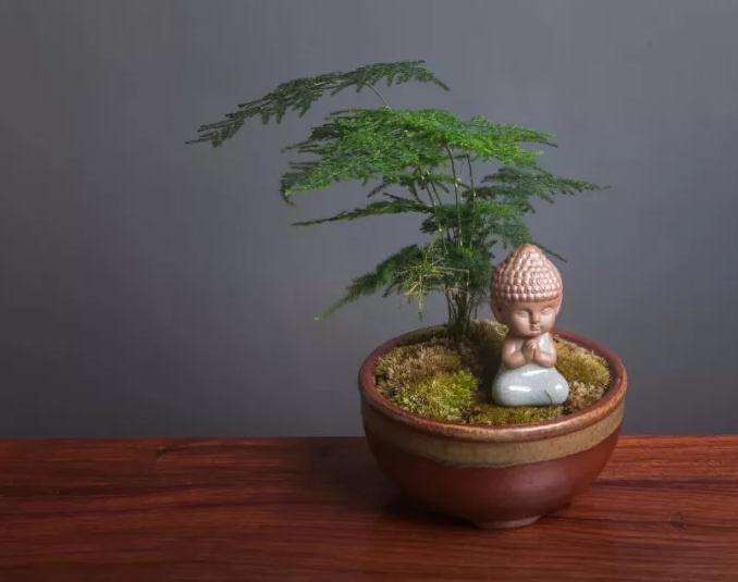 盆景养护需要注意施肥和浇水