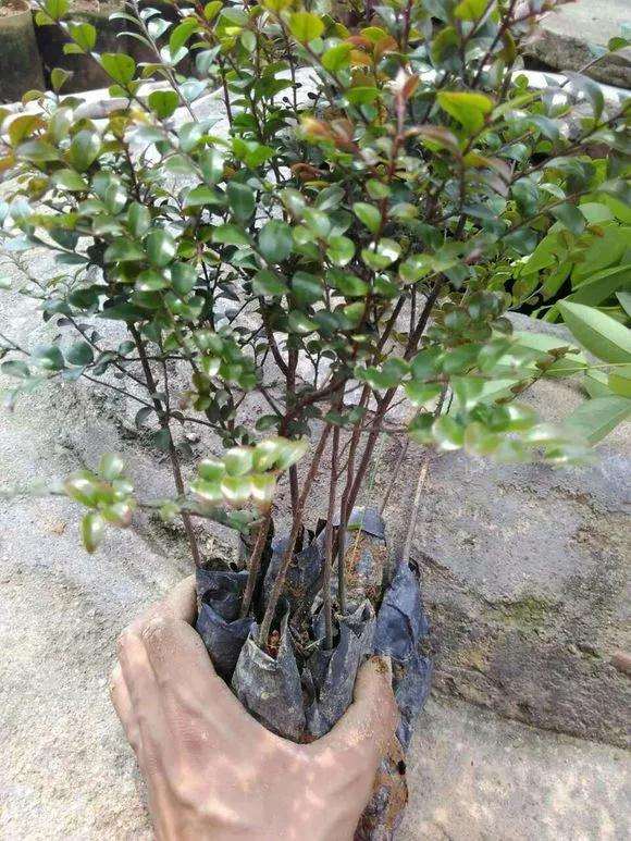 小叶紫檀盆景怎么养护的3个方法