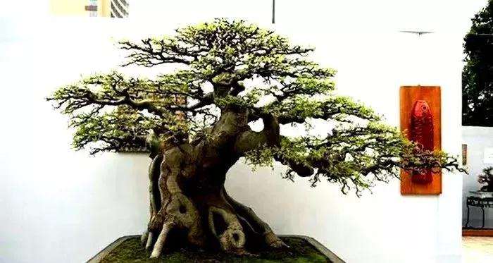 朴树盆景怎么定期修剪的方法