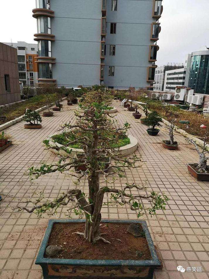 89岁老人价值千万的榆树盆景谁来买