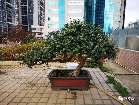 89岁老人价值千万的榆树盆景谁来买