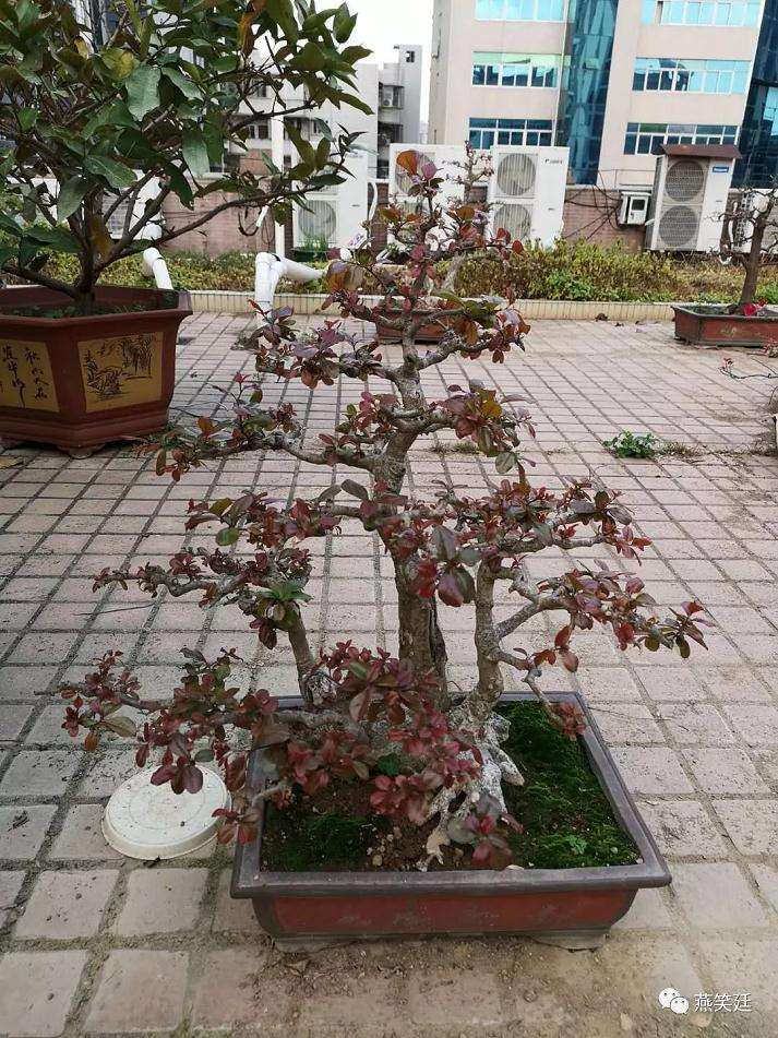 89岁老人价值千万的榆树盆景谁来买