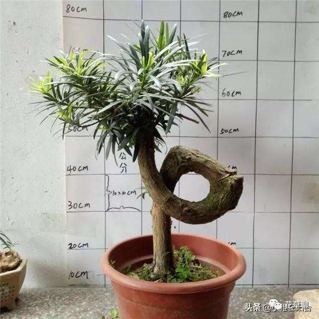 罗汉松盆景怎么养的3个方法