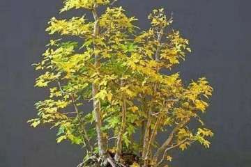 怎样用野生树木制作丛林式盆景 图片