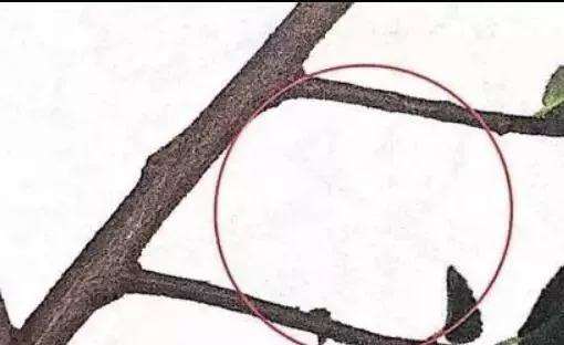 盆景枝条怎样修剪造型的方法