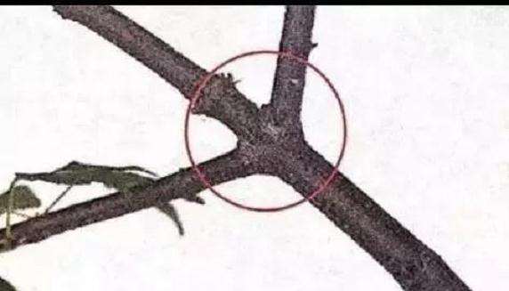 盆景枝条怎样修剪造型的方法