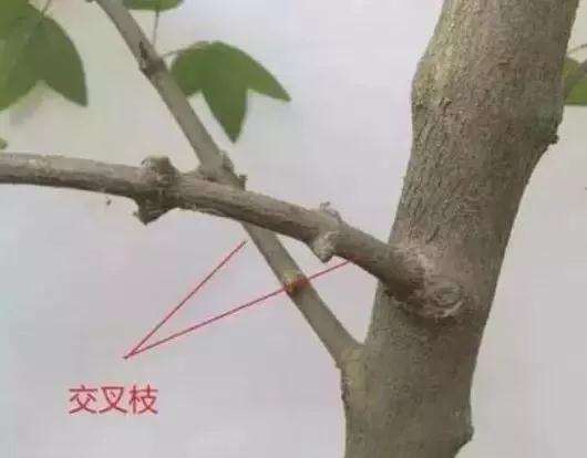 盆景枝条怎样修剪造型的方法