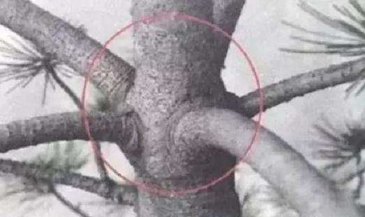 盆景枝条怎样修剪造型的方法