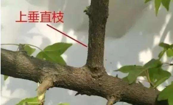 盆景枝条怎样修剪造型的方法