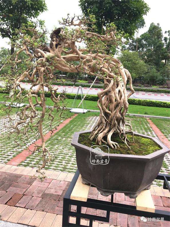 盆景怎样造型的五大方法