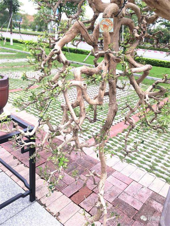 盆景怎样造型的五大方法