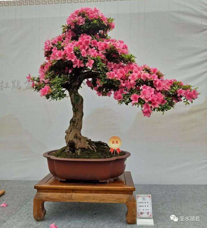 黄荆下山桩头发芽到底要不要抹掉