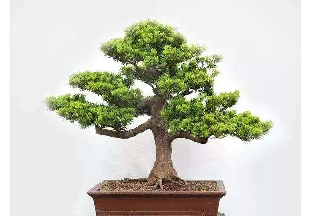 盆景罗汉松老树桩怎么催芽发芽 图片