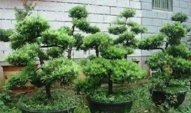 福州园艺专家现场教市民如何修剪盆景