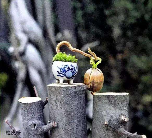 图解 盆景怎样露根露枝的方法