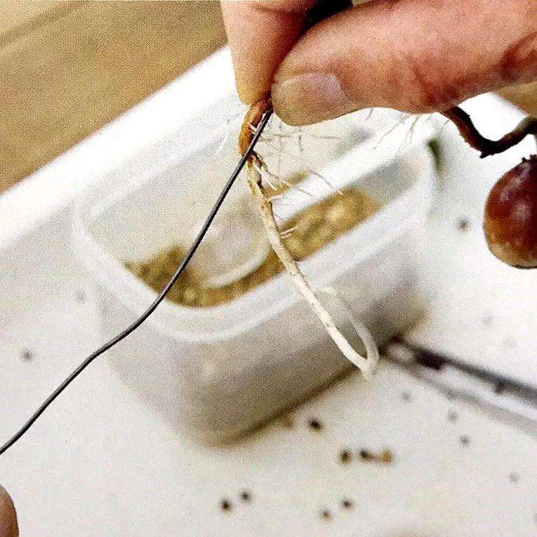 图解 盆景怎样露根露枝的方法