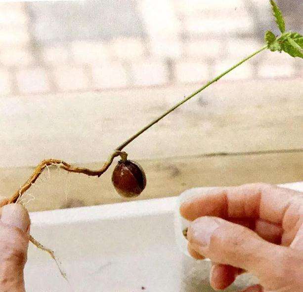 图解 盆景怎样露根露枝的方法