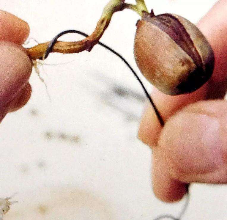 图解 盆景怎样露根露枝的方法