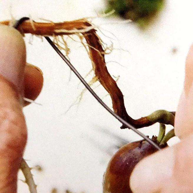 图解 盆景怎样露根露枝的方法