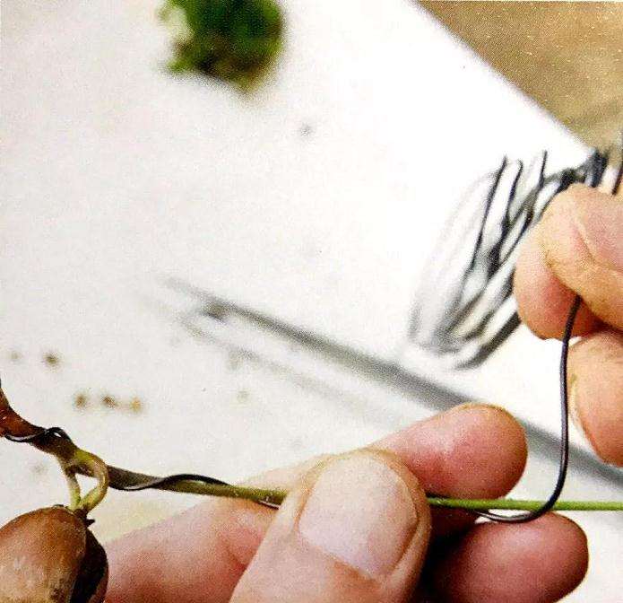 图解 盆景怎样露根露枝的方法