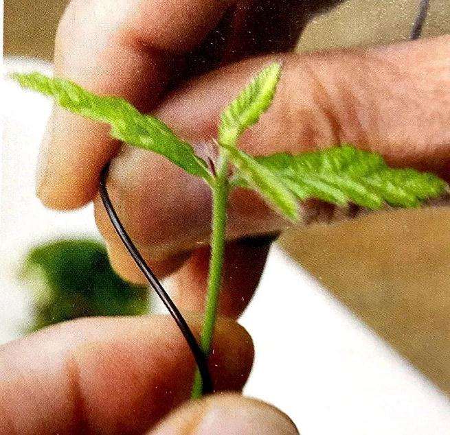 图解 盆景怎样露根露枝的方法