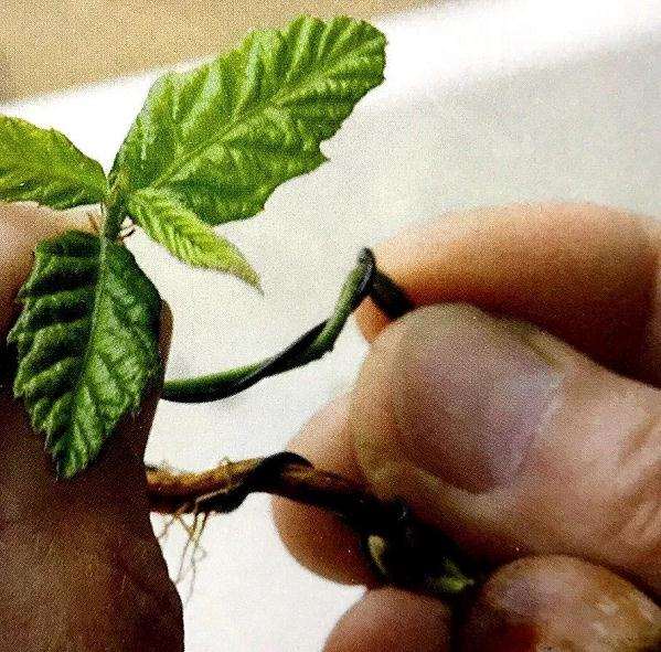 图解 盆景怎样露根露枝的方法