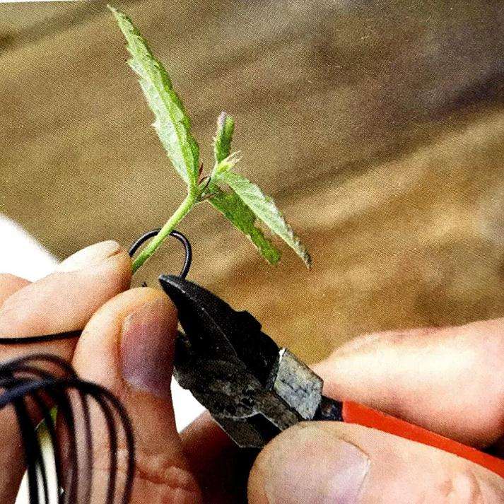 图解 盆景怎样露根露枝的方法