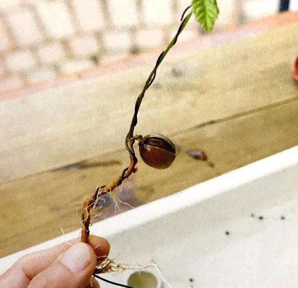 图解 盆景怎样露根露枝的方法